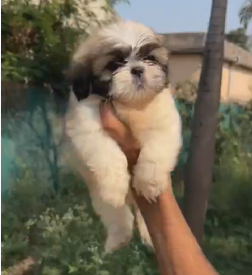 Purchase Friendly shih tzu Puppy from Bangalore
